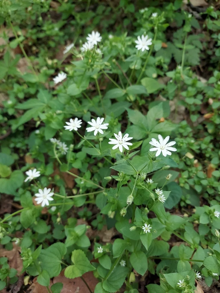 Stellaria Pubera