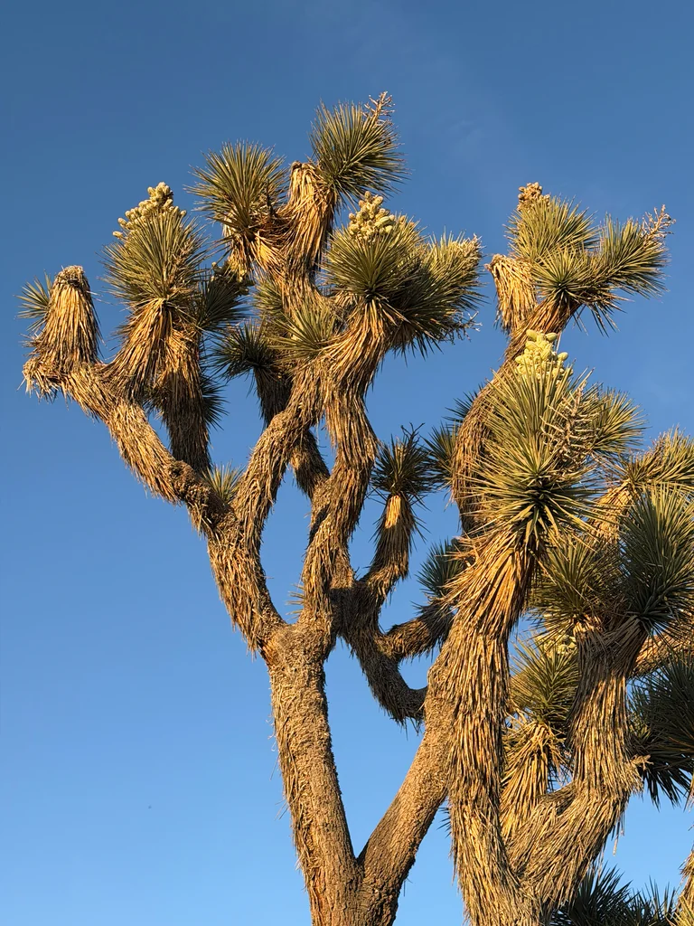Yucca Brevifolia