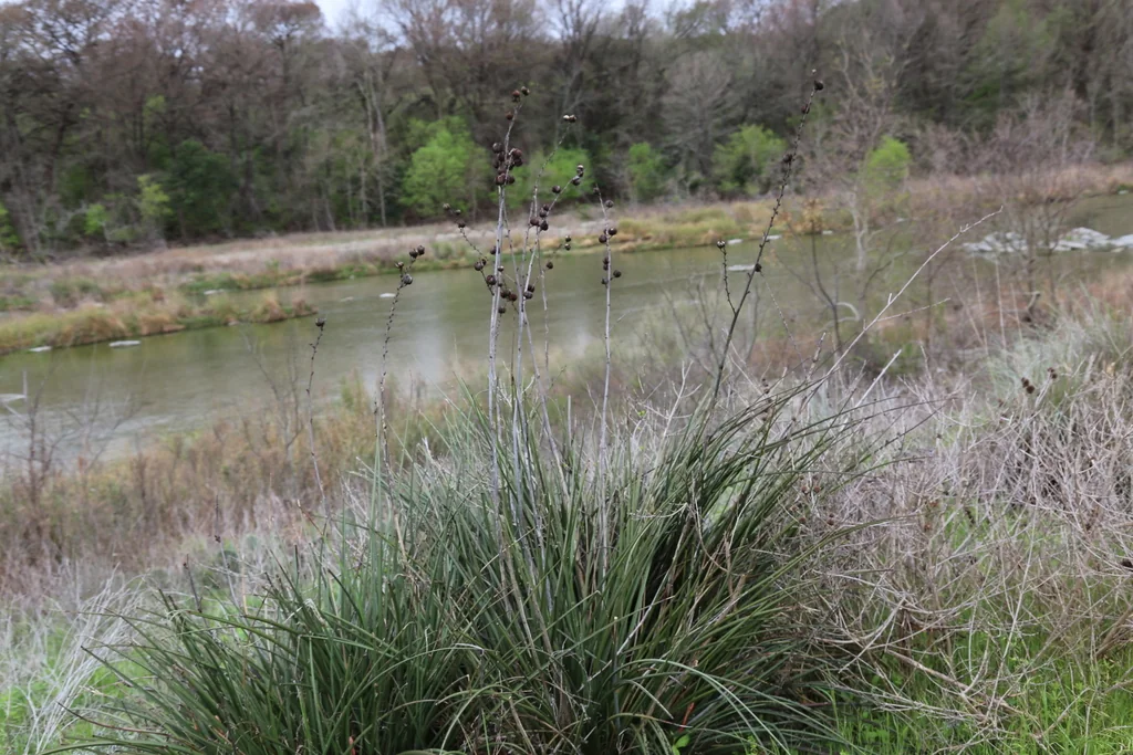 Hesperaloe Parviflora