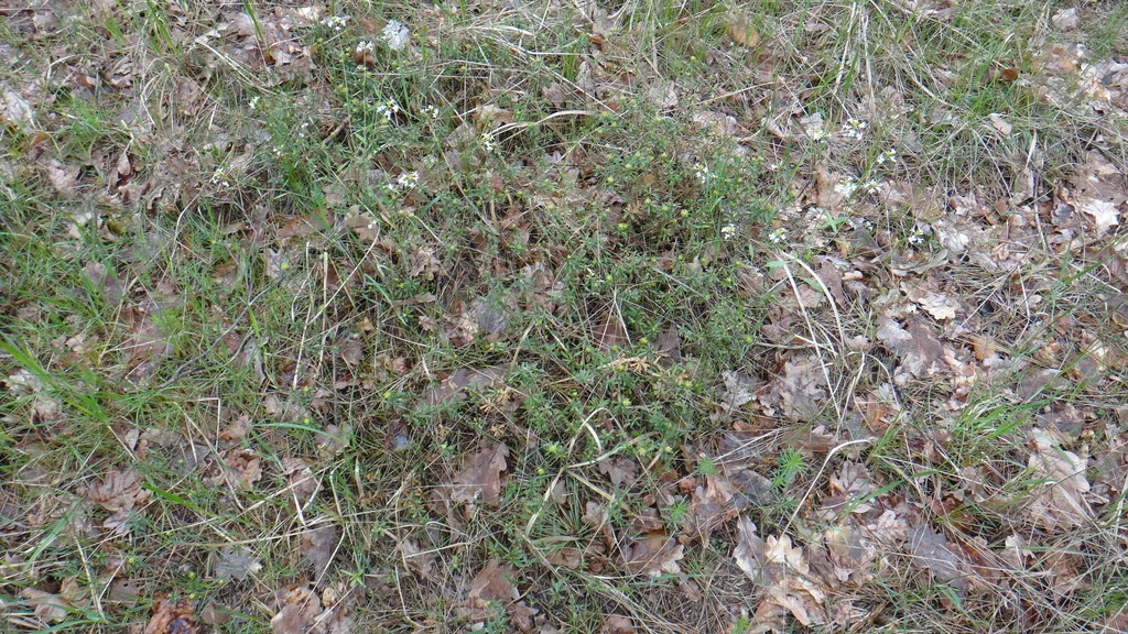 Daphne Cneorum