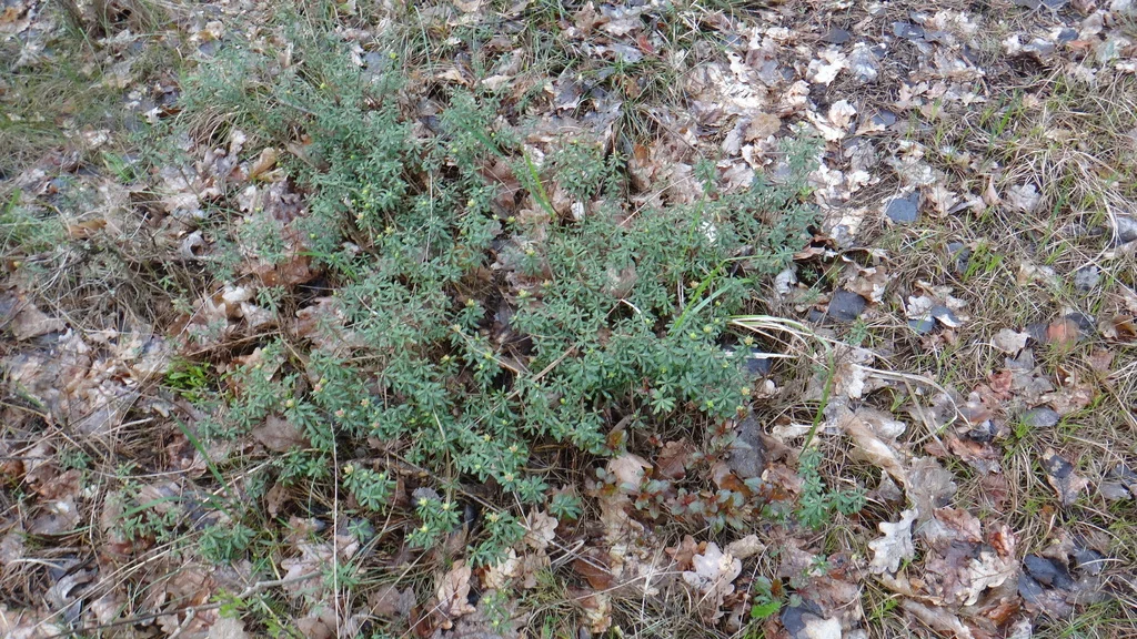 Daphne Cneorum