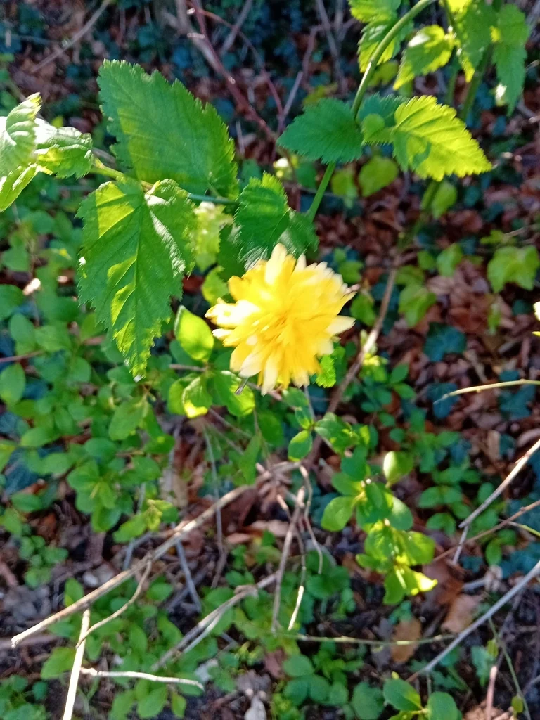Kerria Japonica