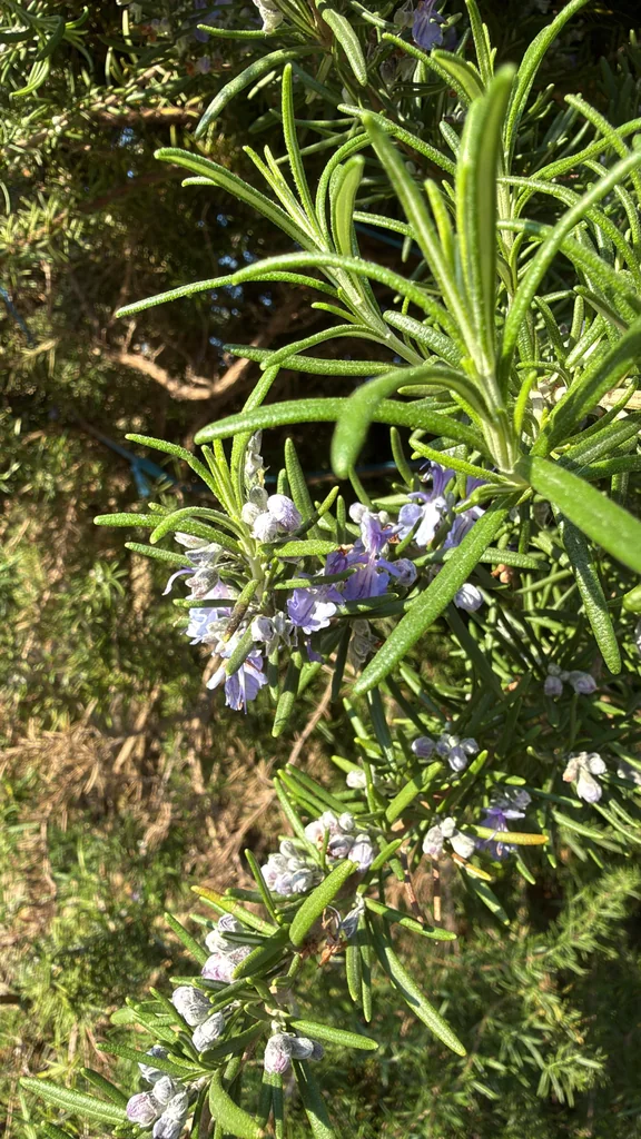 Rosmarinus Officinalis