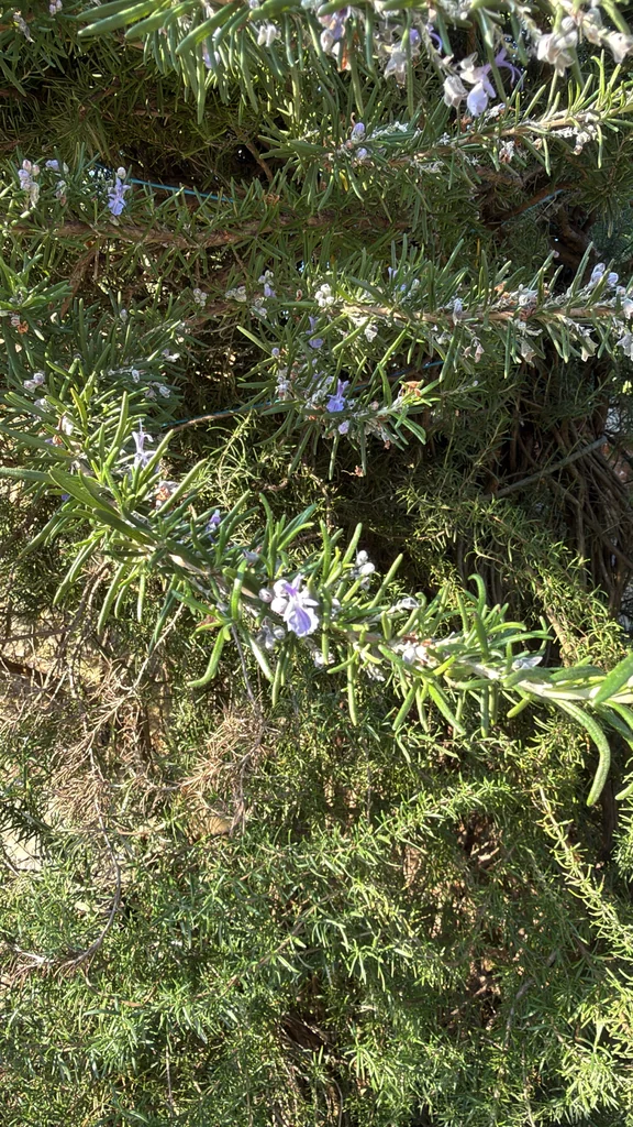 Rosmarinus Officinalis