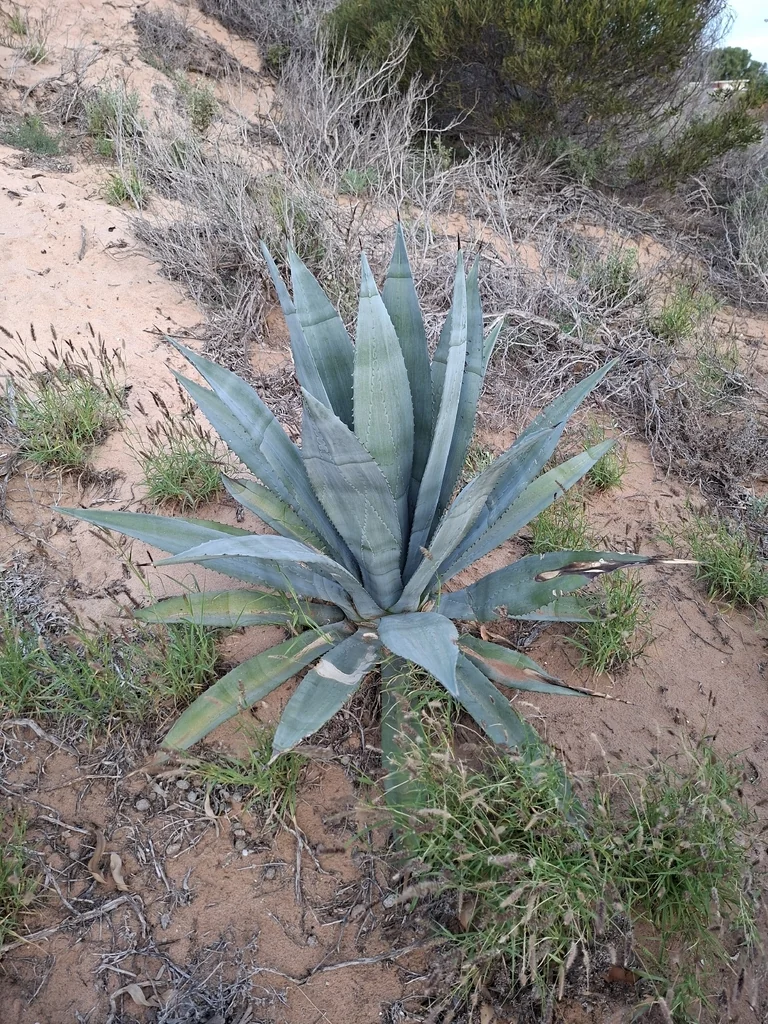 Agave Americana V. Marginata