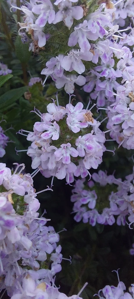 Thymus Vulgaris