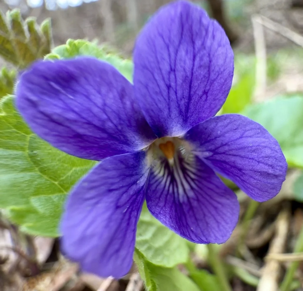 Viola Odorata