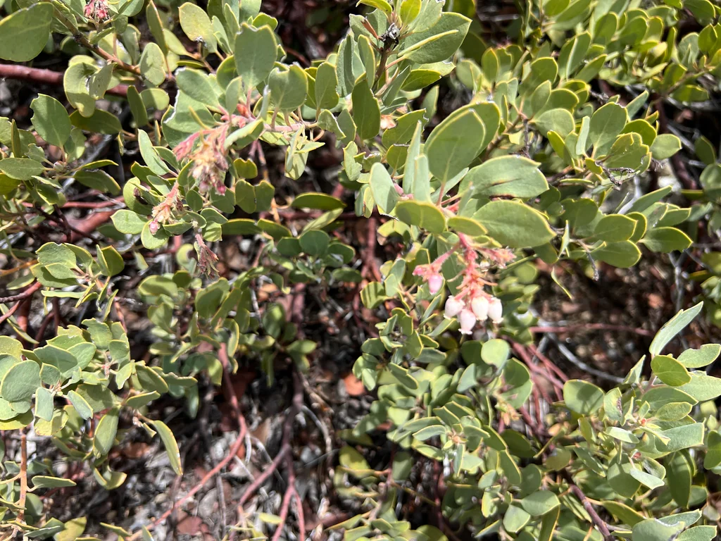 Arctostaphylos Glandulosa