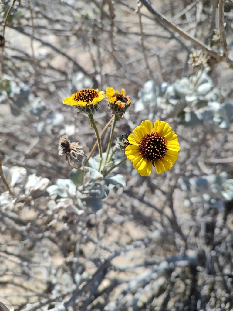 Encelia Farinosa