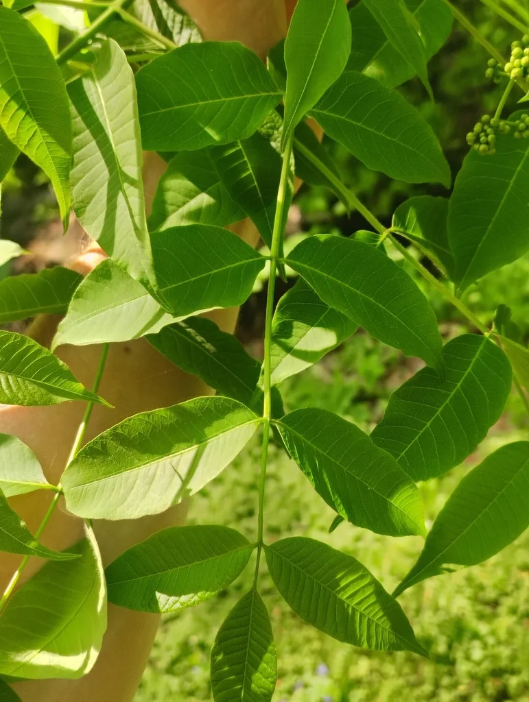Phellodendron Amurense