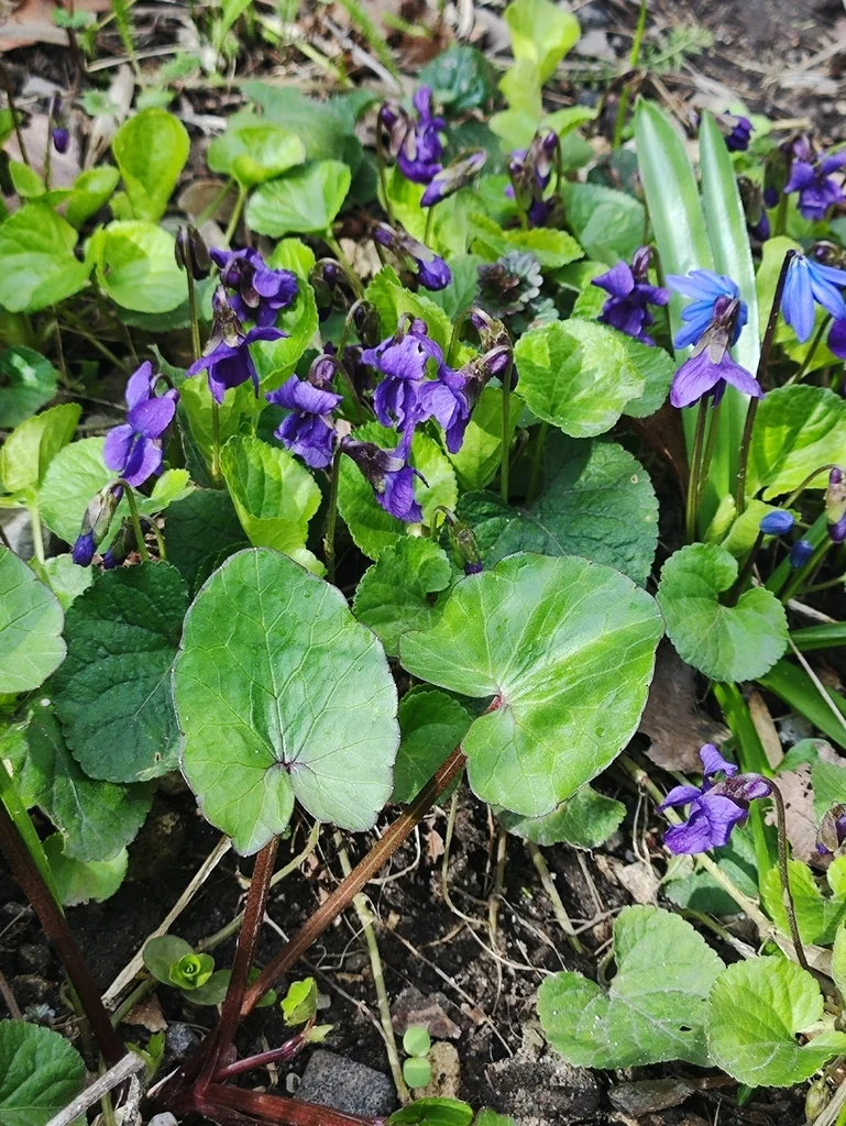 Viola Odorata