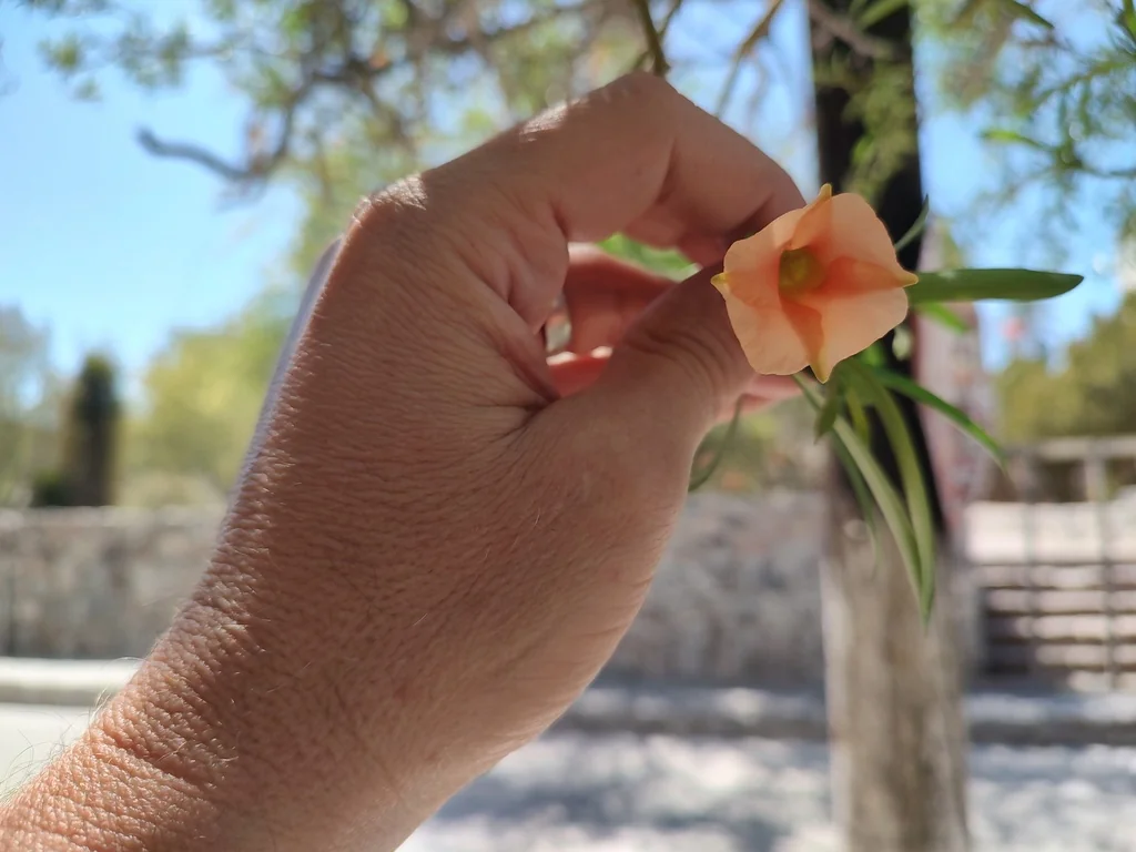 Thevetia Peruviana