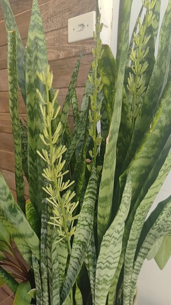 Sansevieria Trifasciata