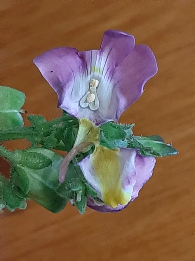 Nemesia fruticans