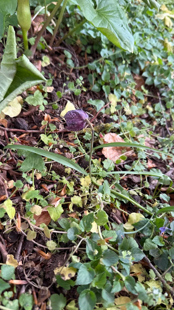 Fritillaria Meleagris
