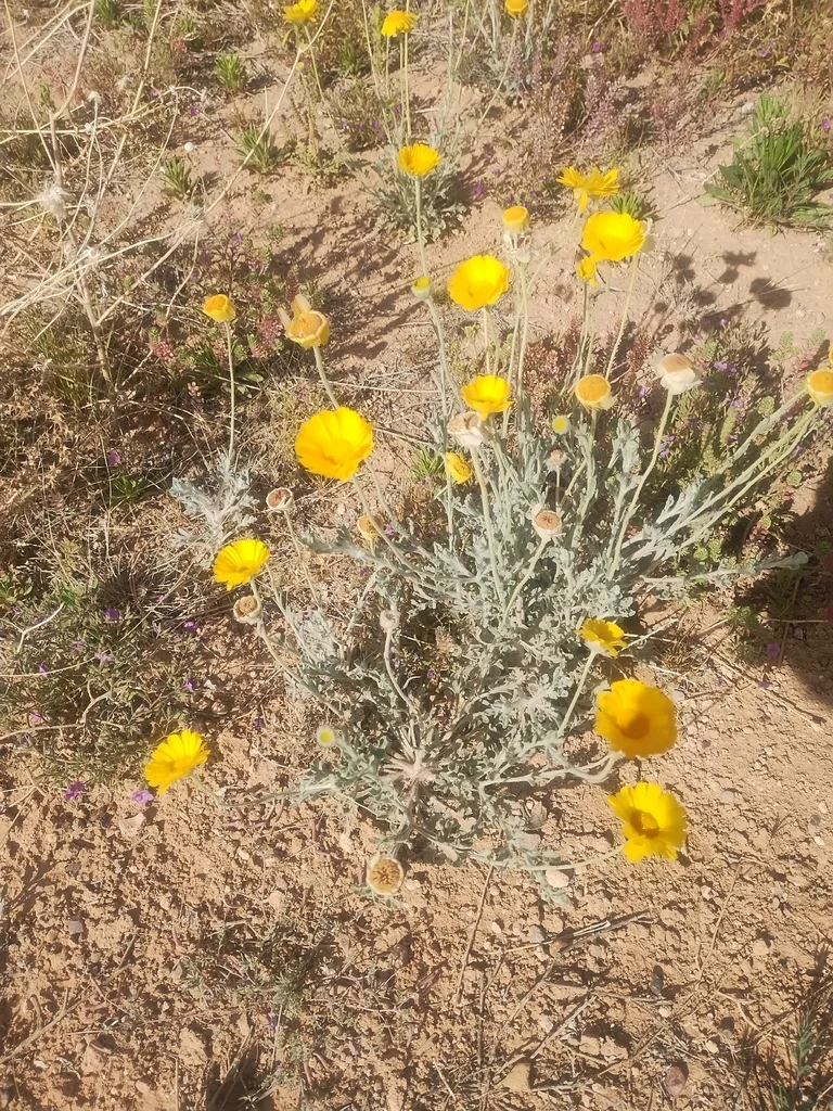 Baileya Multiradiata