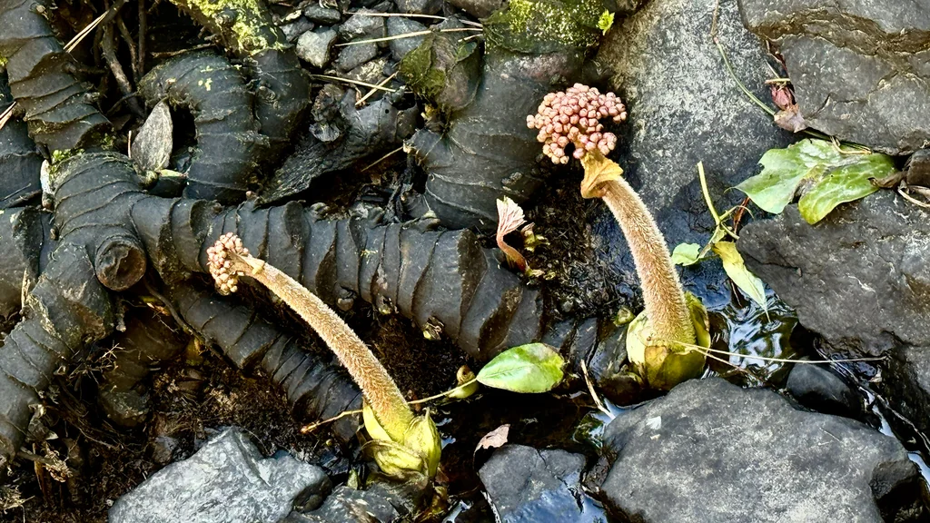 Darmera Peltata