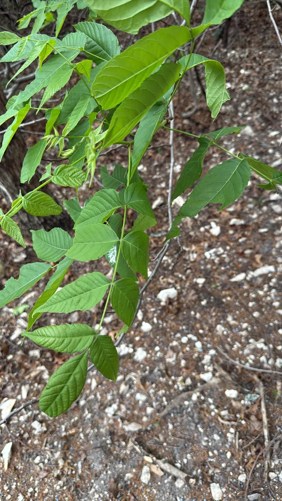 Ungnadia Speciosa
