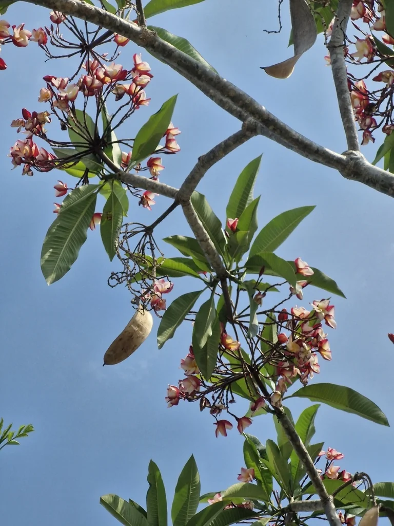Plumeria Rubra