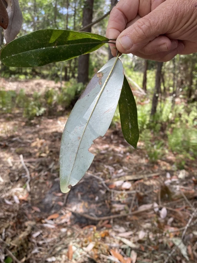 Magnolia Virginiana