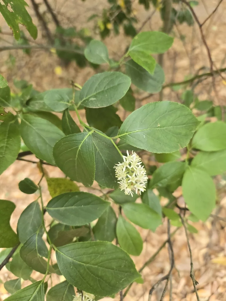 Itea virginica