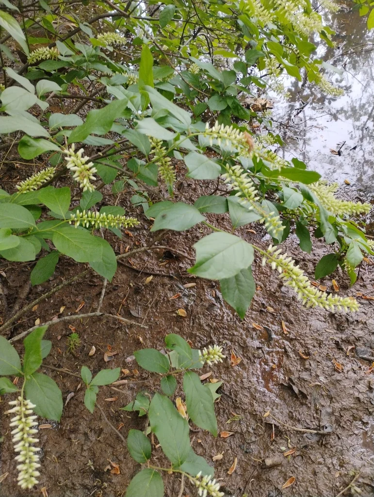 Itea virginica