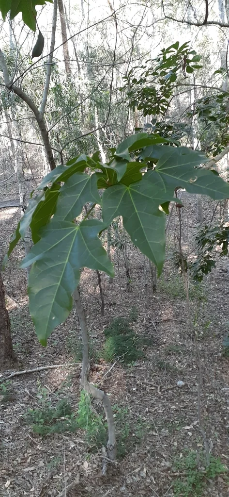 Brachychiton Acerifolius