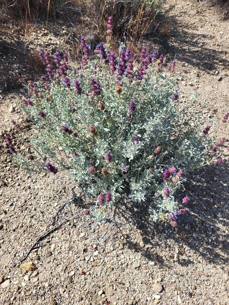 Salvia dorrii