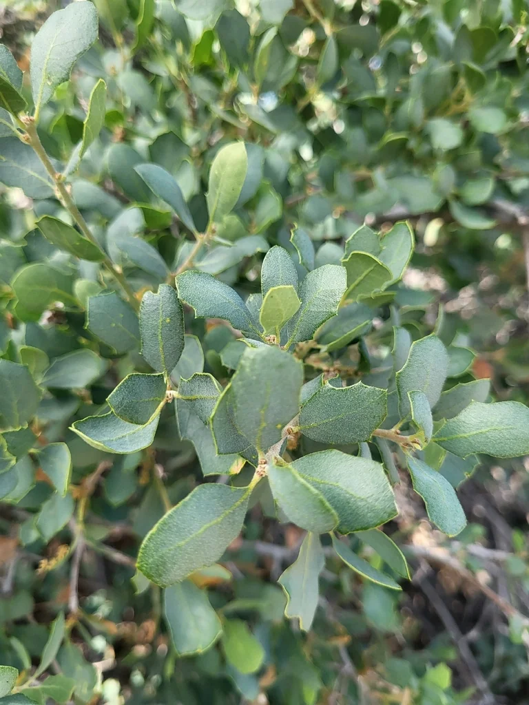 Quercus dumosa