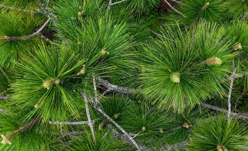 Pinus Elliotii
