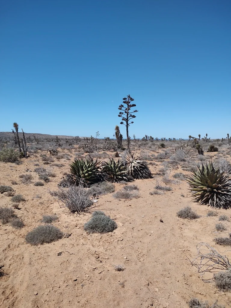 Agave Deserti