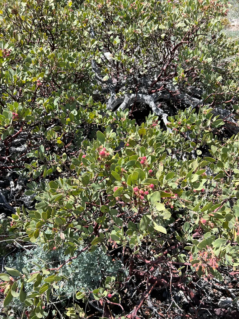 Arctostaphylos Glandulosa