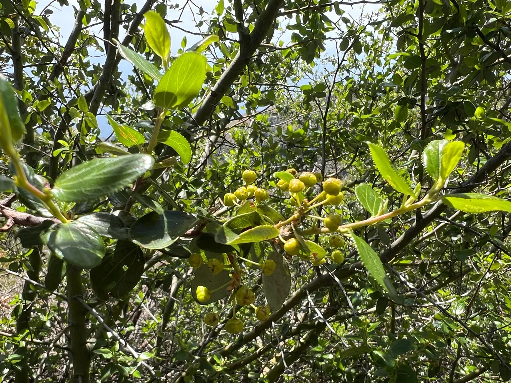 Ceanothus Oliganthus