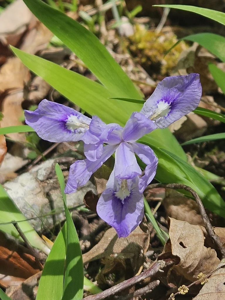 Iris Cristata