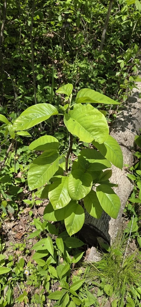 Magnolia Acuminata