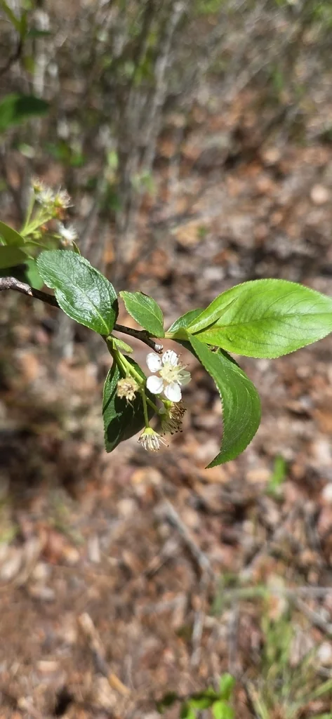 Aronia melanocarpa