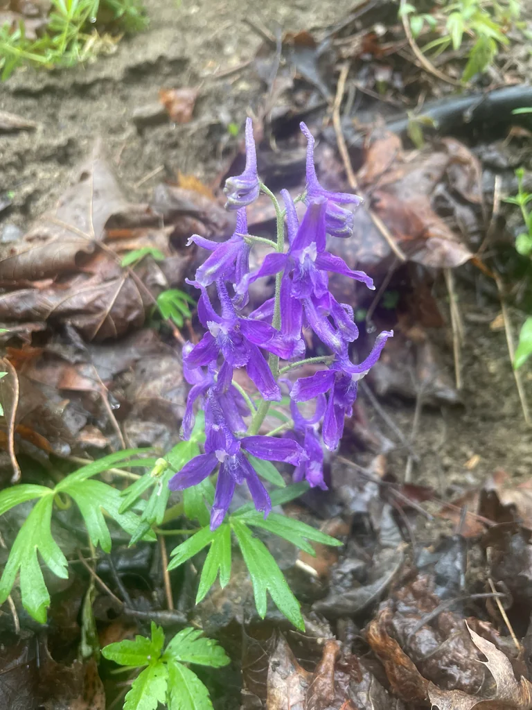 Delphinium Tricorne