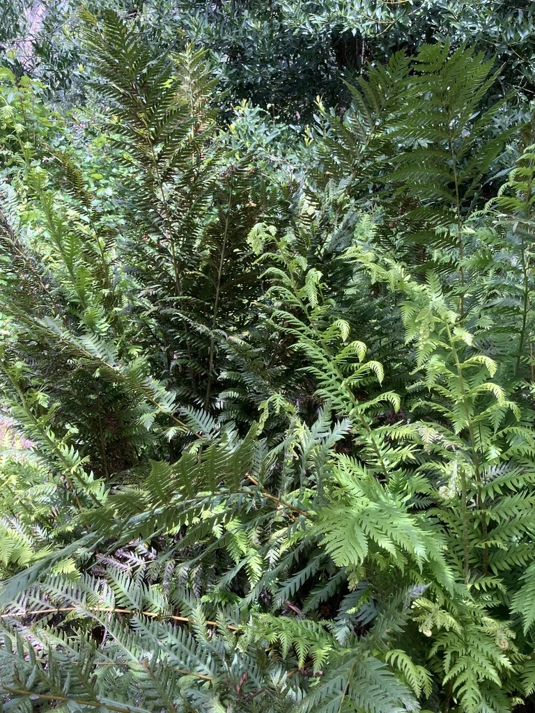 Woodwardia Fimbriata