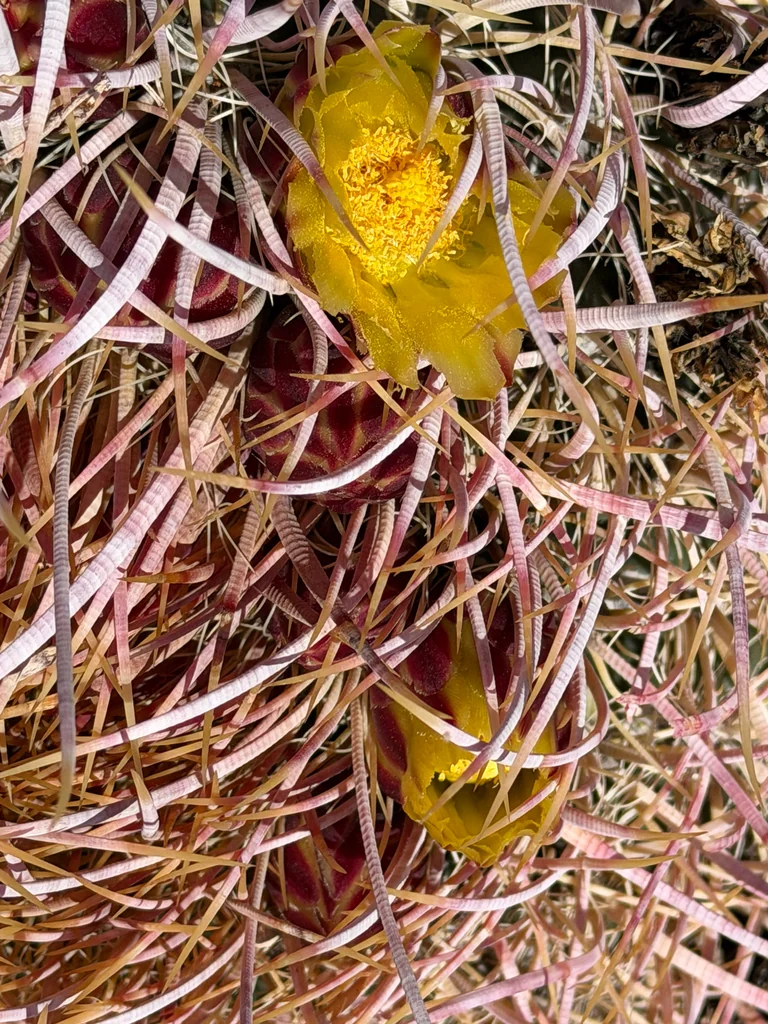 Ferocactus Cylindraceus