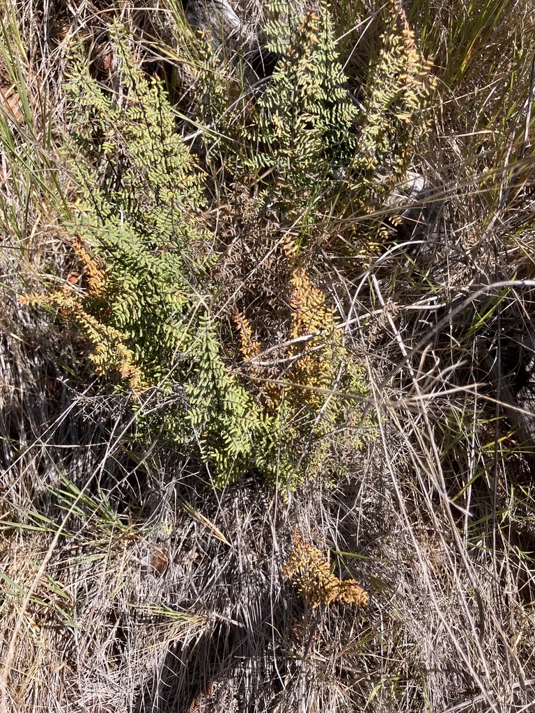 Pellaea Mucronata
