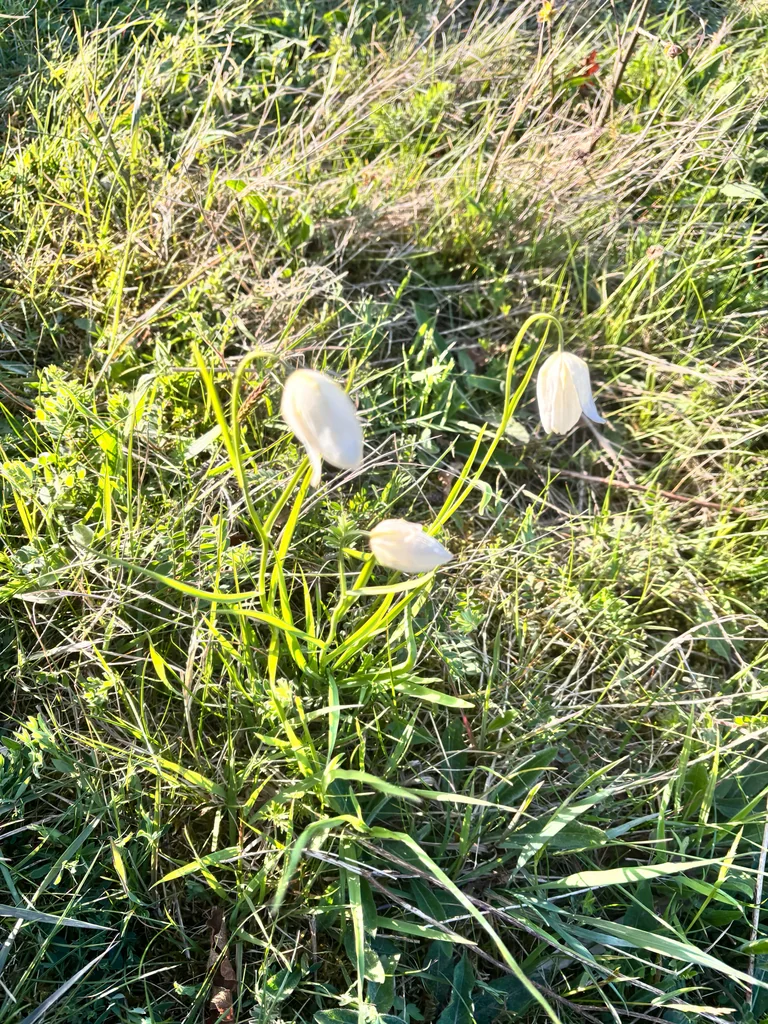 Fritillaria Meleagris