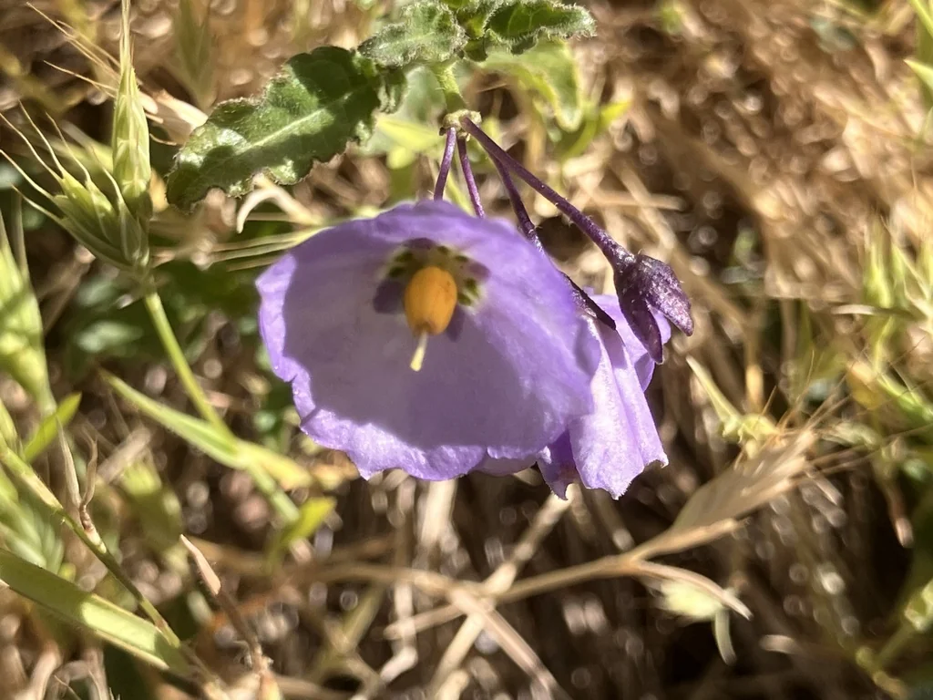 Solanum Umbelliferum