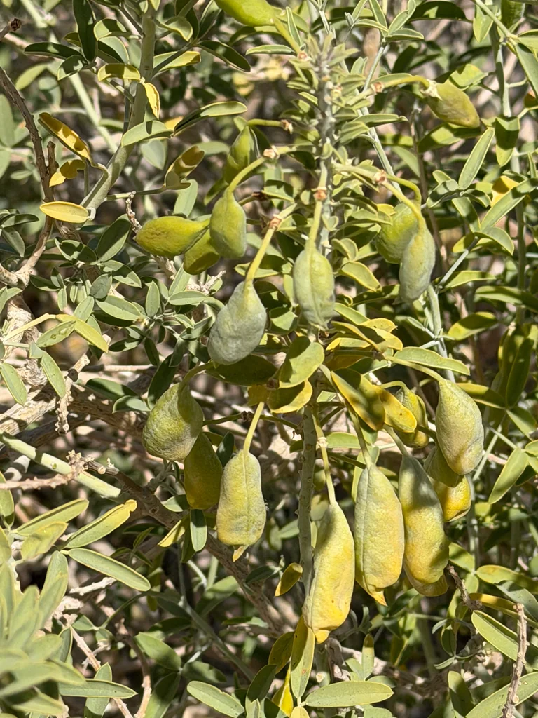 Isomeris Arborea