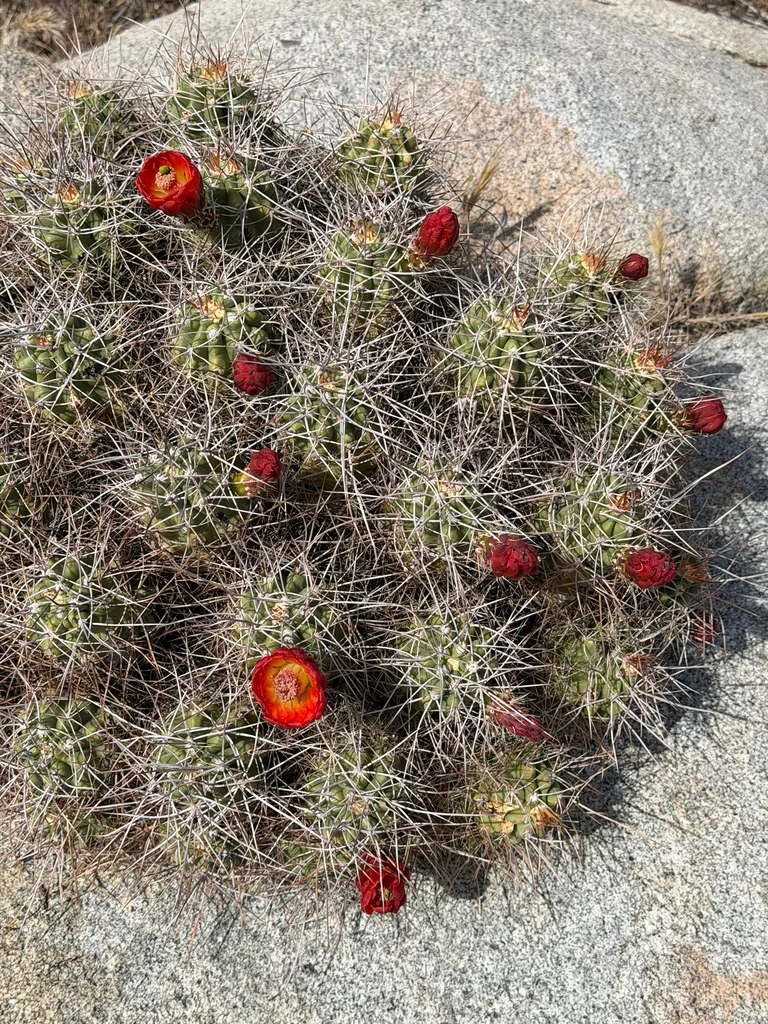Echinocereus Triglochidiatus