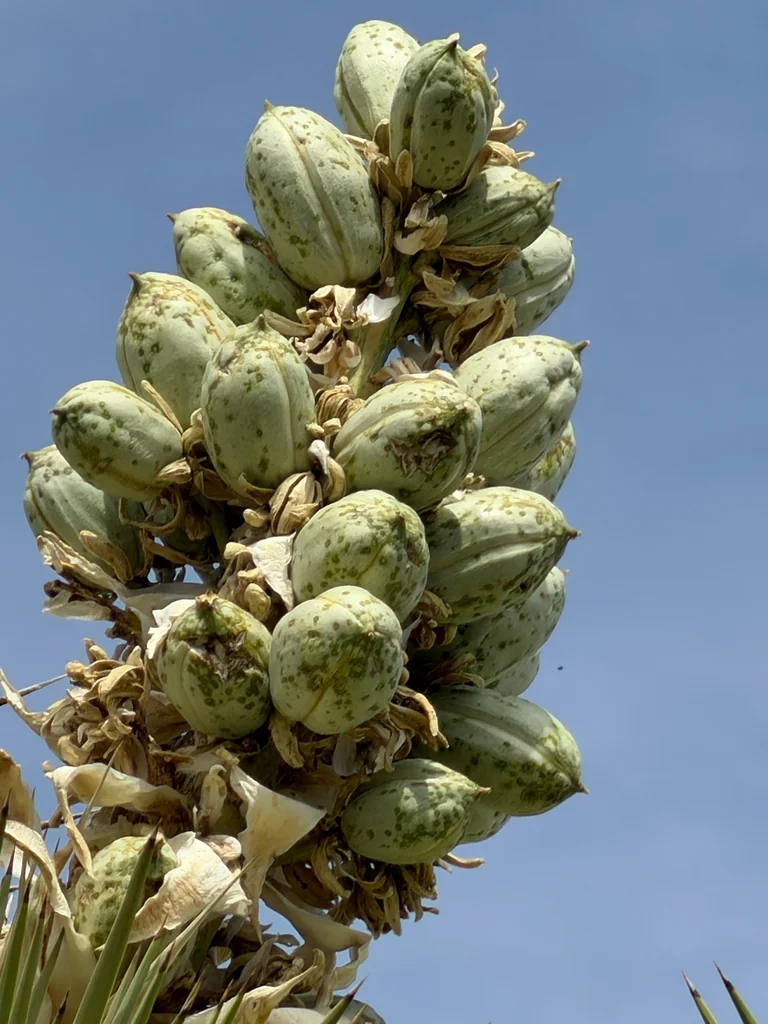 Yucca Brevifolia
