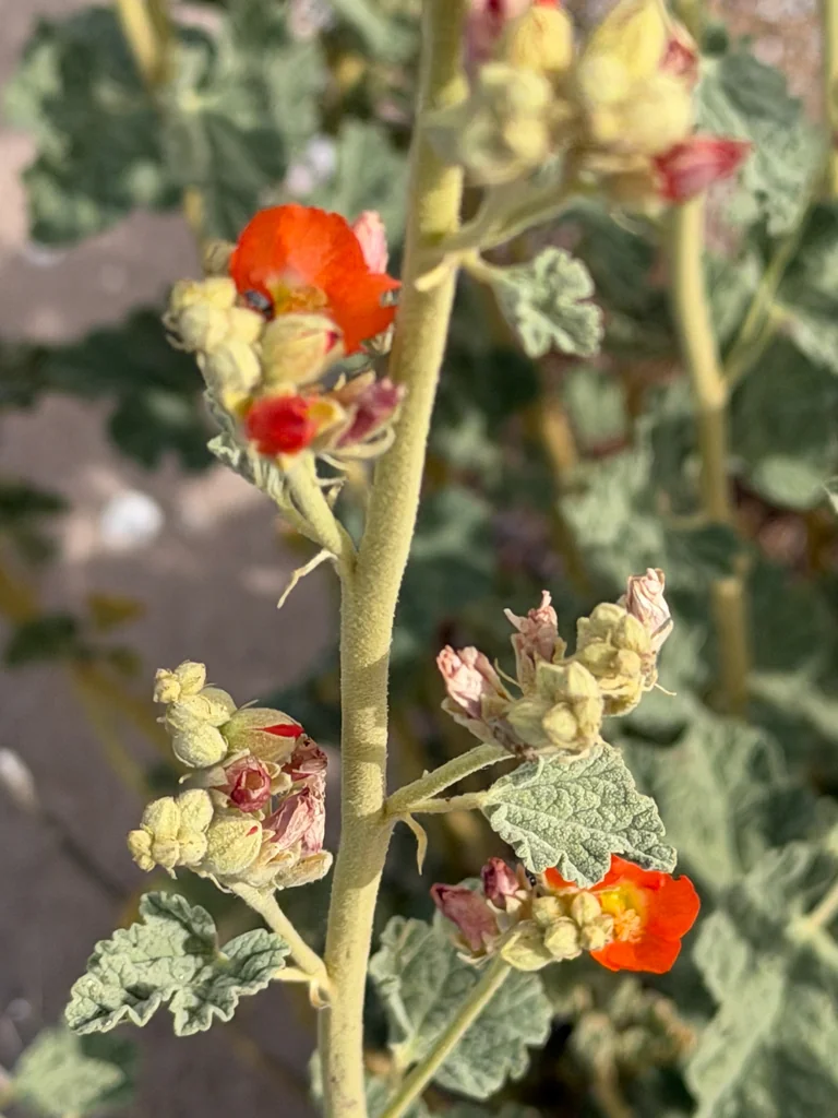 Sphaeralcea Ambigua