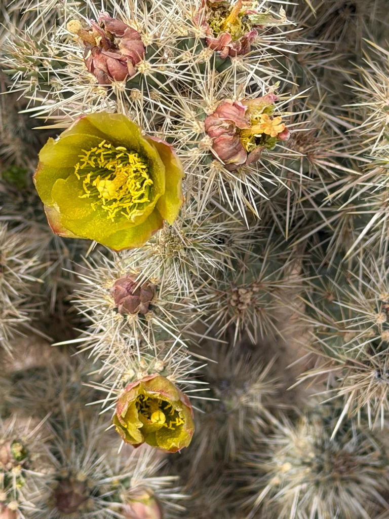 Cylindropuntia Echinocarpa