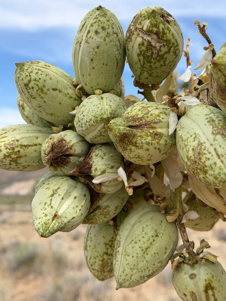 Yucca Brevifolia