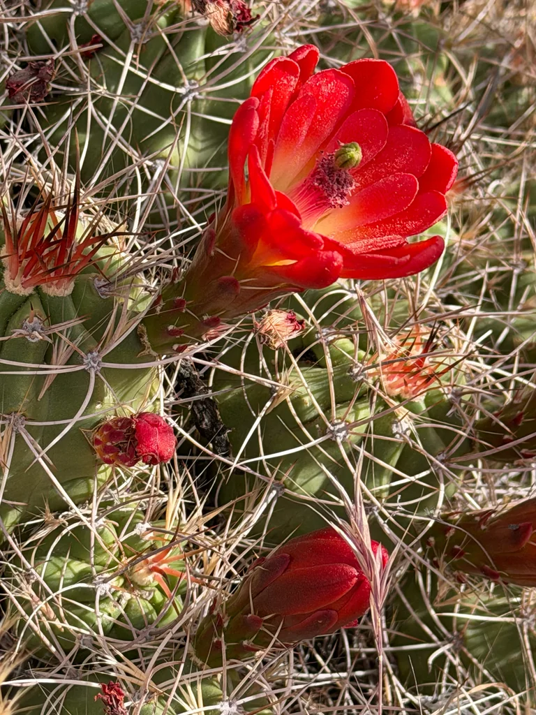 Echinocereus Triglochidiatus