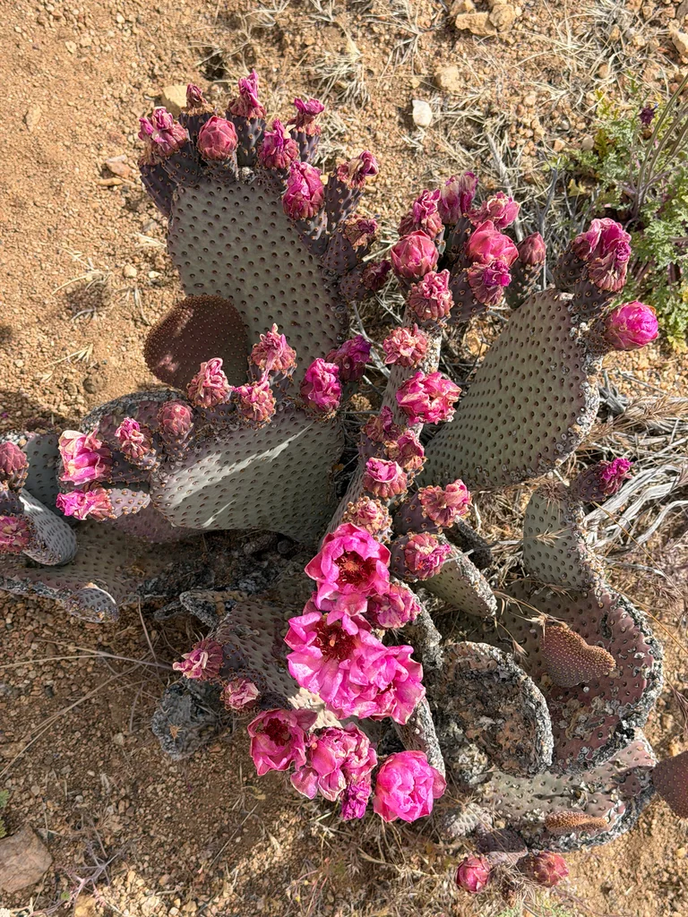 Opuntia Basilaris